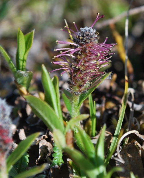 Изображение особи Salix rectijulis.