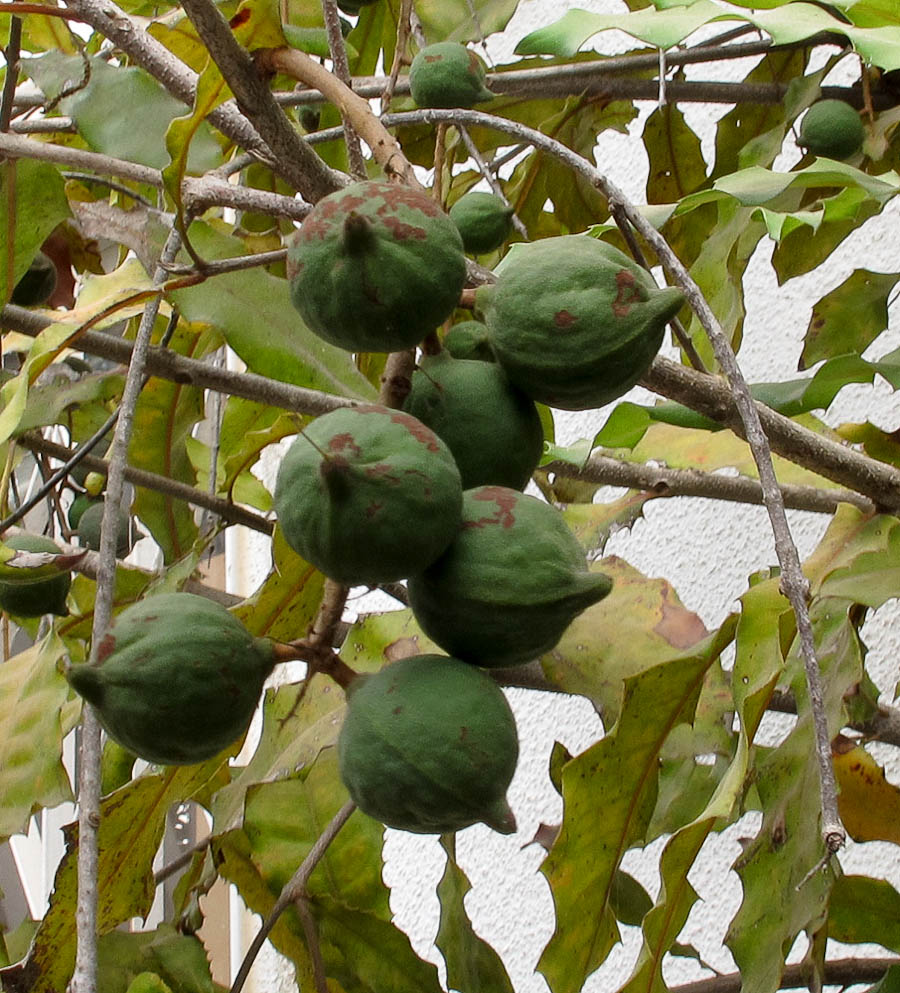 Image of Macadamia tetraphylla specimen.