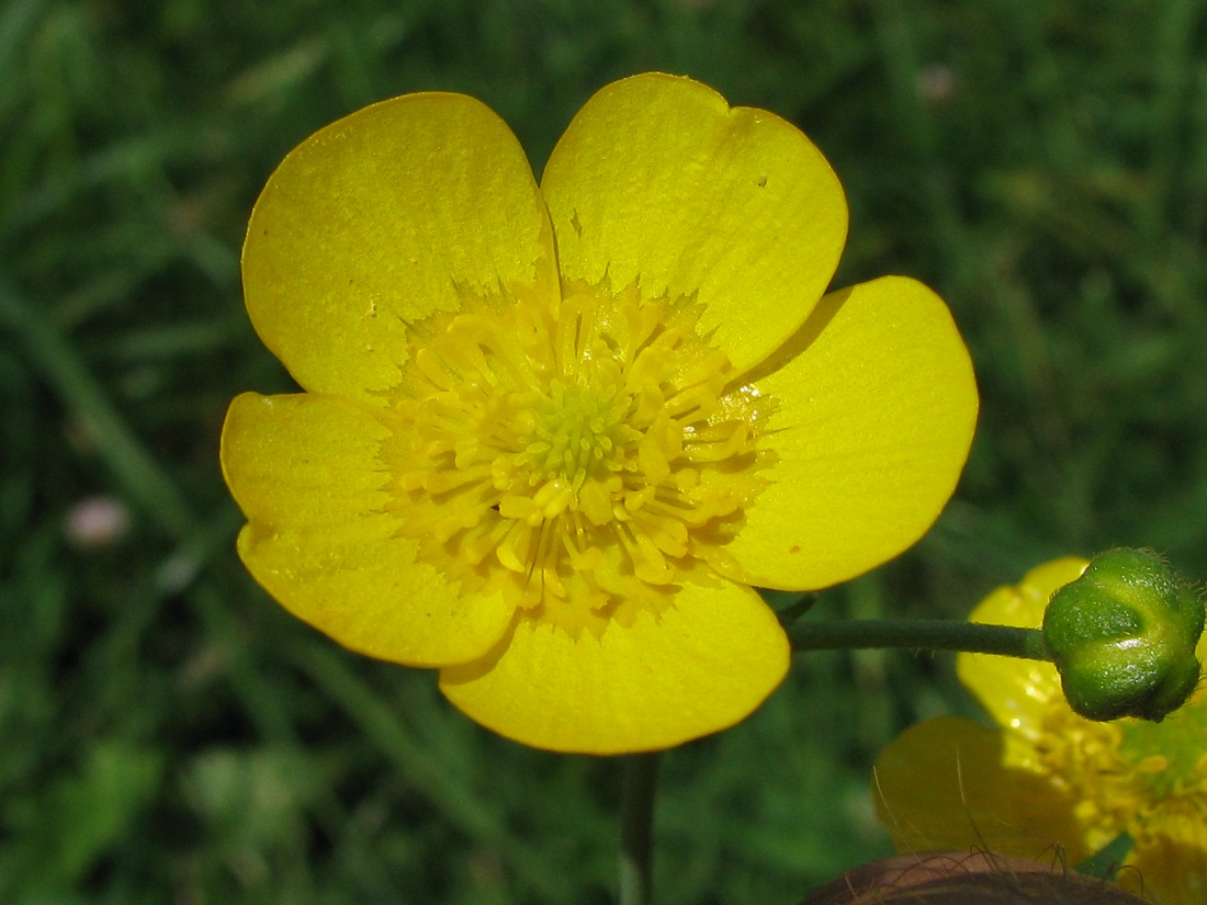 Изображение особи Ranunculus repens.