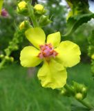 Verbascum laxum