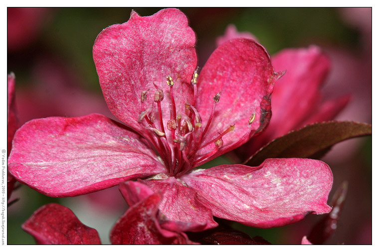 Изображение особи Malus &times; purpurea.