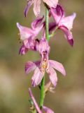 Delphinium camptocarpum. Цветки. Узбекистан, Бухарская обл., окр. г. Караулбазар. 13.05.2009.