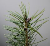 Pseudotsuga menziesii. Верхушка побега (обратная сторона) с покоящимися почками. Германия, г. Кемпен, во дворе многоквартирного дома. 17.03.2013.