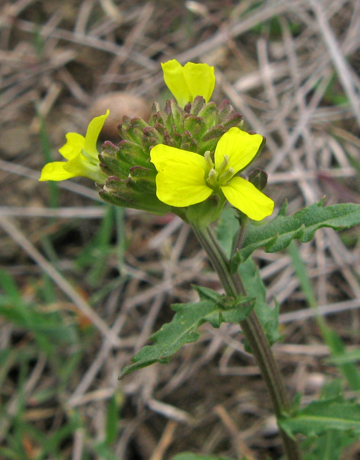Image of Erysimum cuspidatum specimen.