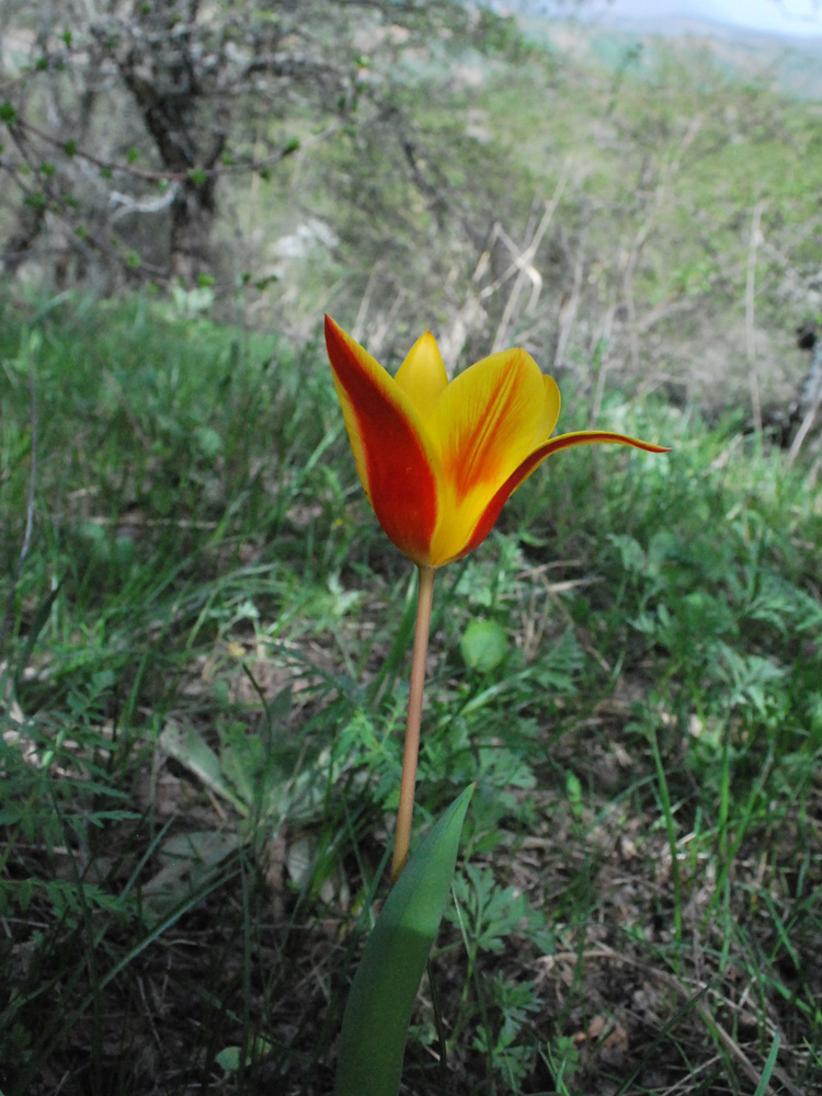 Изображение особи Tulipa tschimganica.