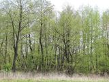 Alnus glutinosa. Деревья с распустившимися листьями. Тамбовская обл., Петровский р-н, окр. с. Покровское, пойма ручья. 10.05.2013.