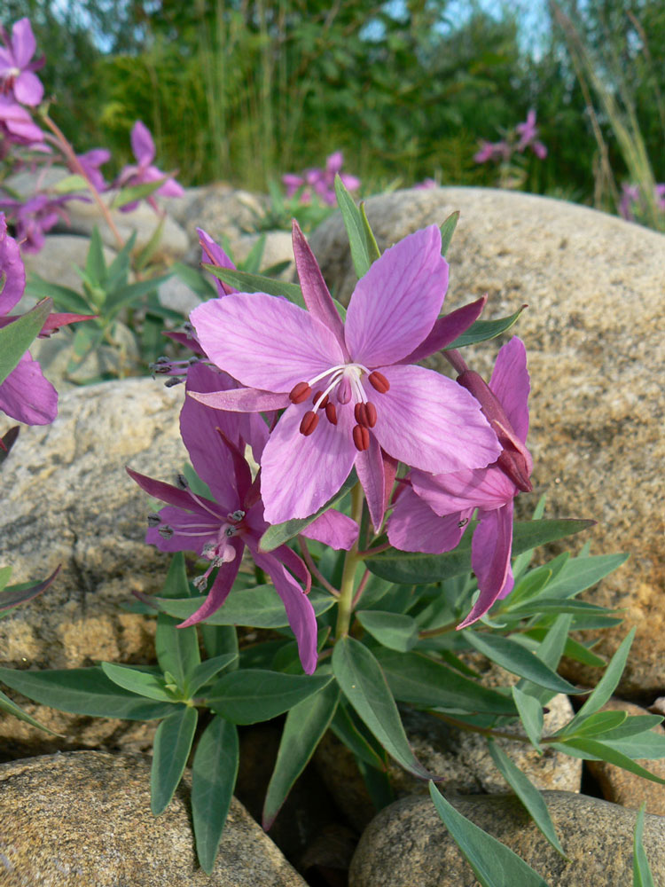 Image of Chamaenerion latifolium specimen.