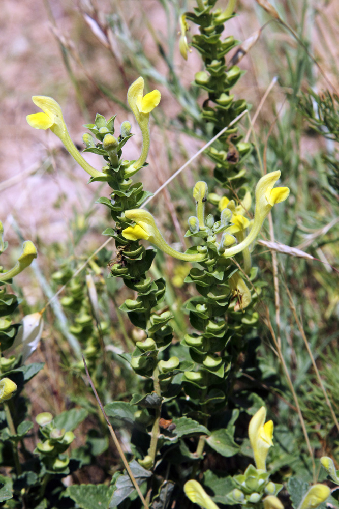 Image of Scutellaria microdasys specimen.