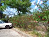Jatropha integerrima