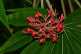 Jatropha multifida