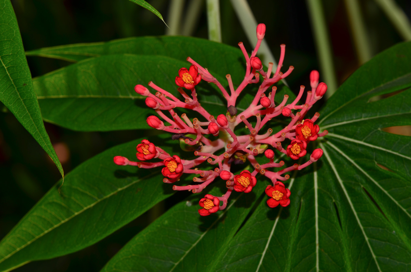 Image of Jatropha multifida specimen.