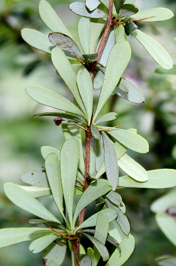 Image of Berberis wilsonii specimen.
