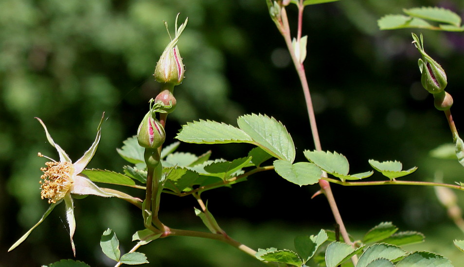 Image of Rosa webbiana specimen.