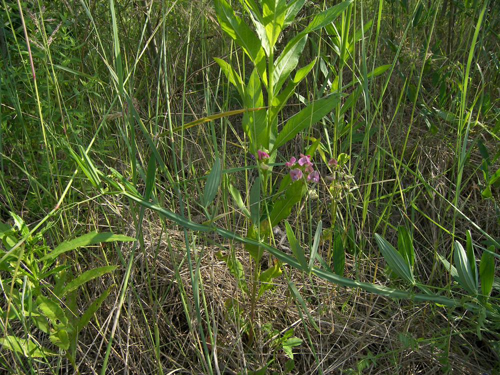 Изображение особи Lathyrus sylvestris.