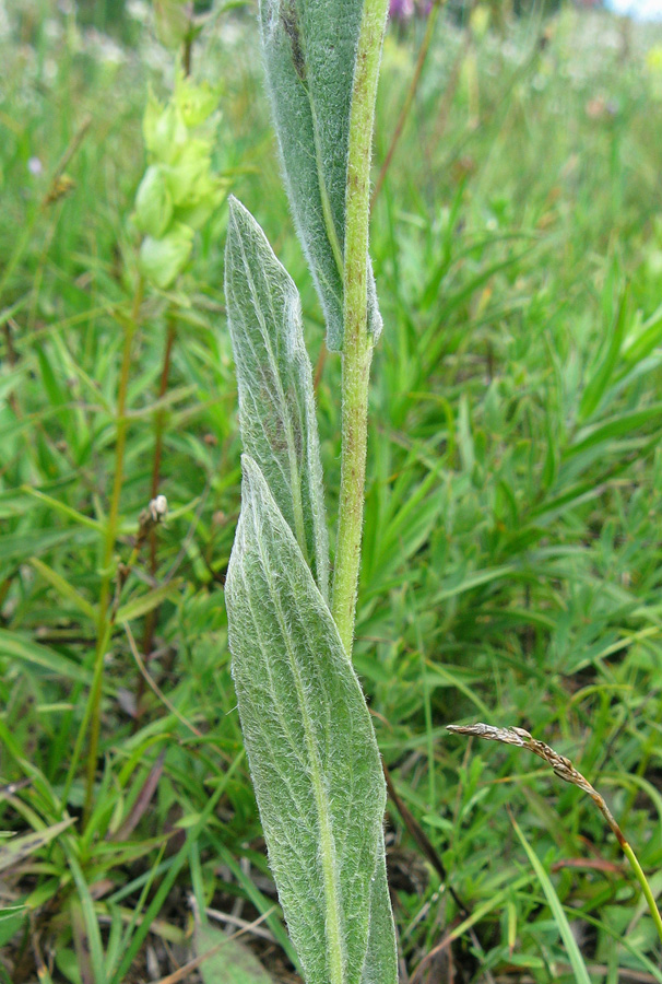 Изображение особи Inula oculus-christi.