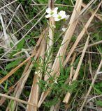 Cardamine dentata