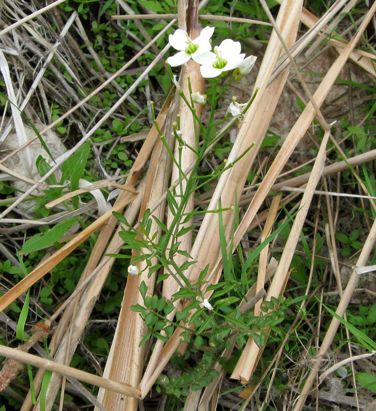 Изображение особи Cardamine dentata.