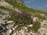 Thymus pseudopulegioides