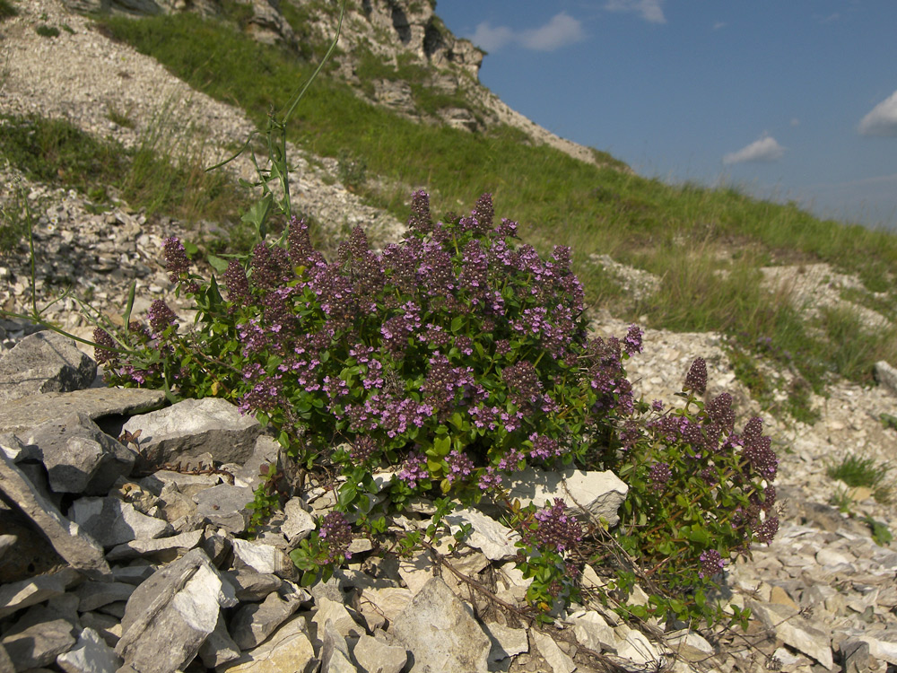 Image of Thymus pseudopulegioides specimen.