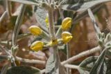 Phlomis bucharica