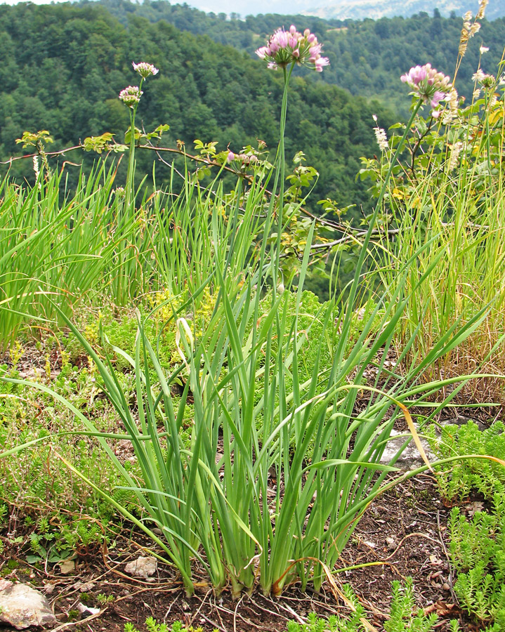 Изображение особи Allium lusitanicum.