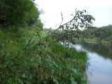 Artemisia abrotanum. Верхушка цветущего растения. Украина, Луганская обл., берег р. Северский Донец близ пос. Паньковка. 17.08.2013.