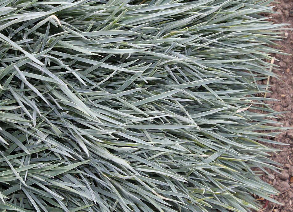 Image of Dianthus gratianopolitanus specimen.