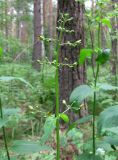 Scrophularia nodosa