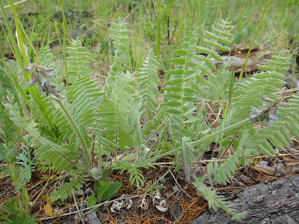 Изображение особи Oxytropis deflexa.