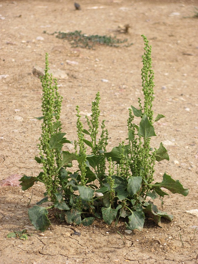 Image of Oxybasis urbica specimen.