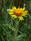 Inula britannica