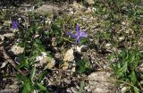 Vinca herbacea