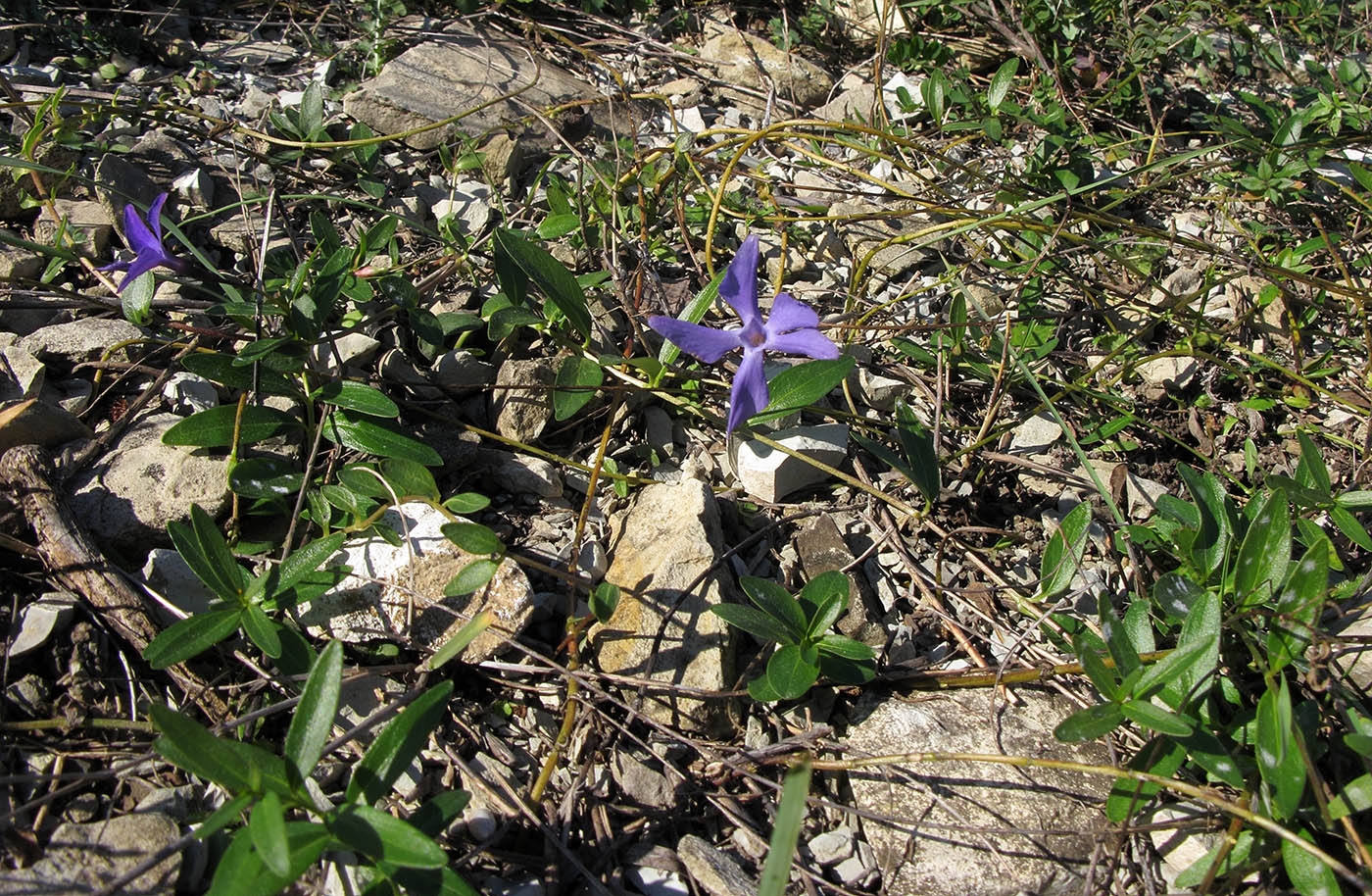 Изображение особи Vinca herbacea.