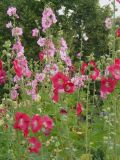 Alcea rosea