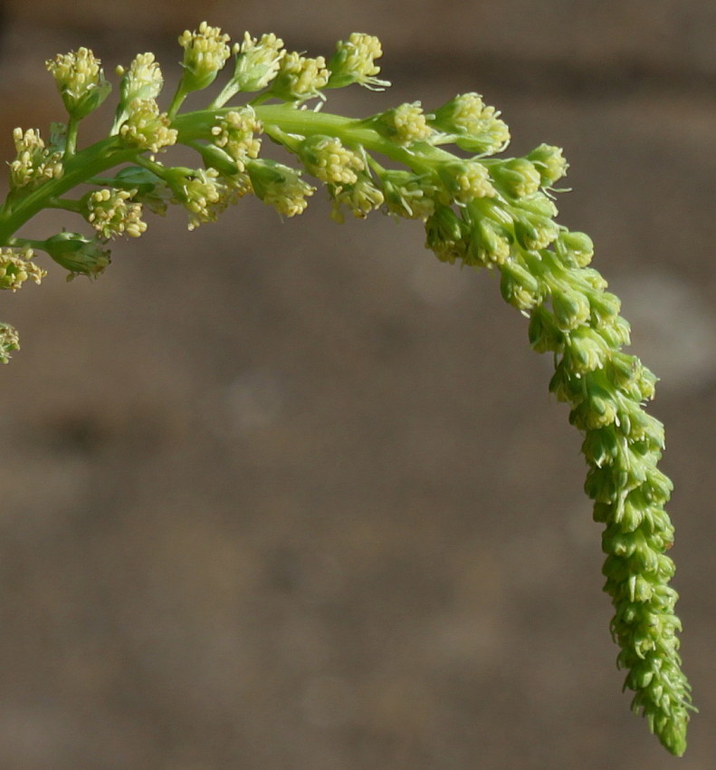 Изображение особи Reseda luteola.