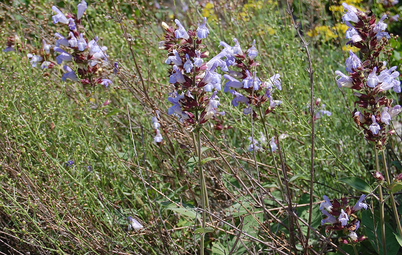 Изображение особи Salvia tomentosa.