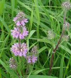 Phlomoides tuberosa. Побеги с соцветиями. Иркутская обл., Иркутский р-н, левый берег р. Иркут, луг. 13.07.2013.