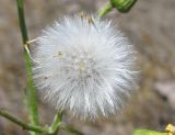 Senecio vernalis