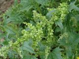 Atriplex sagittata