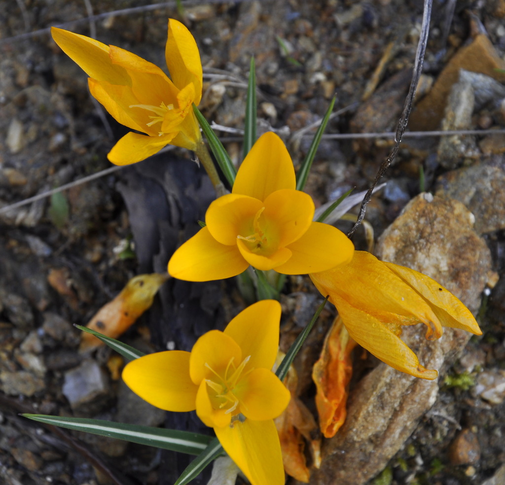 Изображение особи Crocus olivieri.