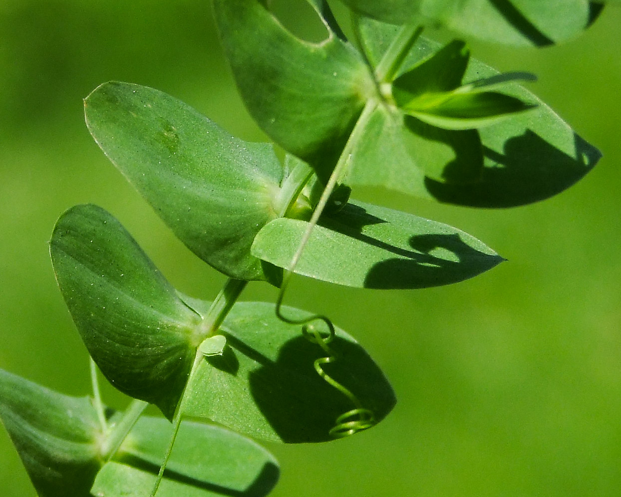 Изображение особи Lathyrus aphaca.