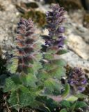 Ajuga orientalis