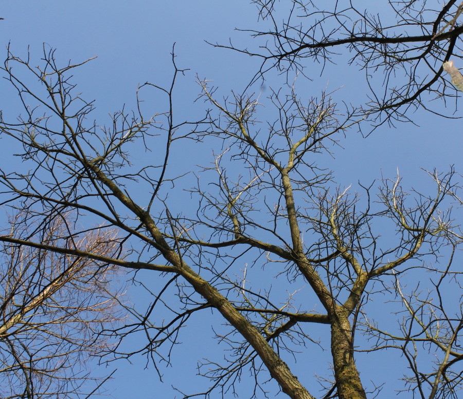 Image of Juglans microcarpa specimen.