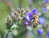 Anchusa officinalis. Часть соцветия с завязавшимися плодами и фуражирующей пчелой медоносной (Apis mellifera L.). Восточный Казахстан, г. Усть-Каменогорск, правый берег р. Иртыш. 11.06.2013.