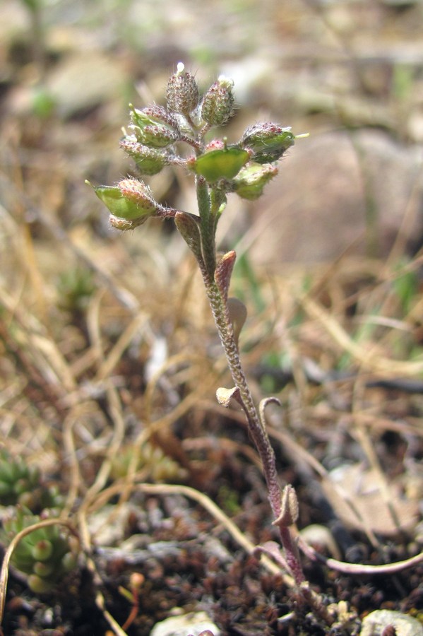 Изображение особи Alyssum smyrnaeum.