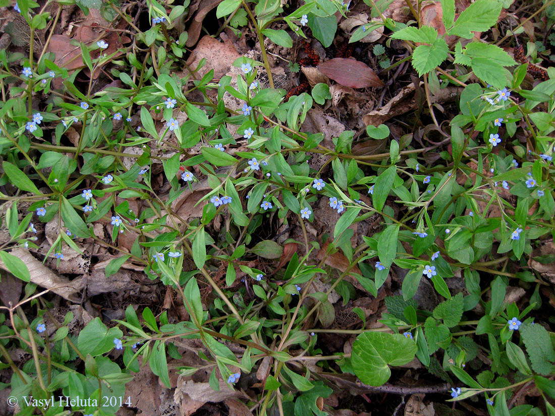 Image of Omphalodes scorpioides specimen.