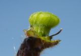 Image of taxon representative. Author is Евгений Пахомов