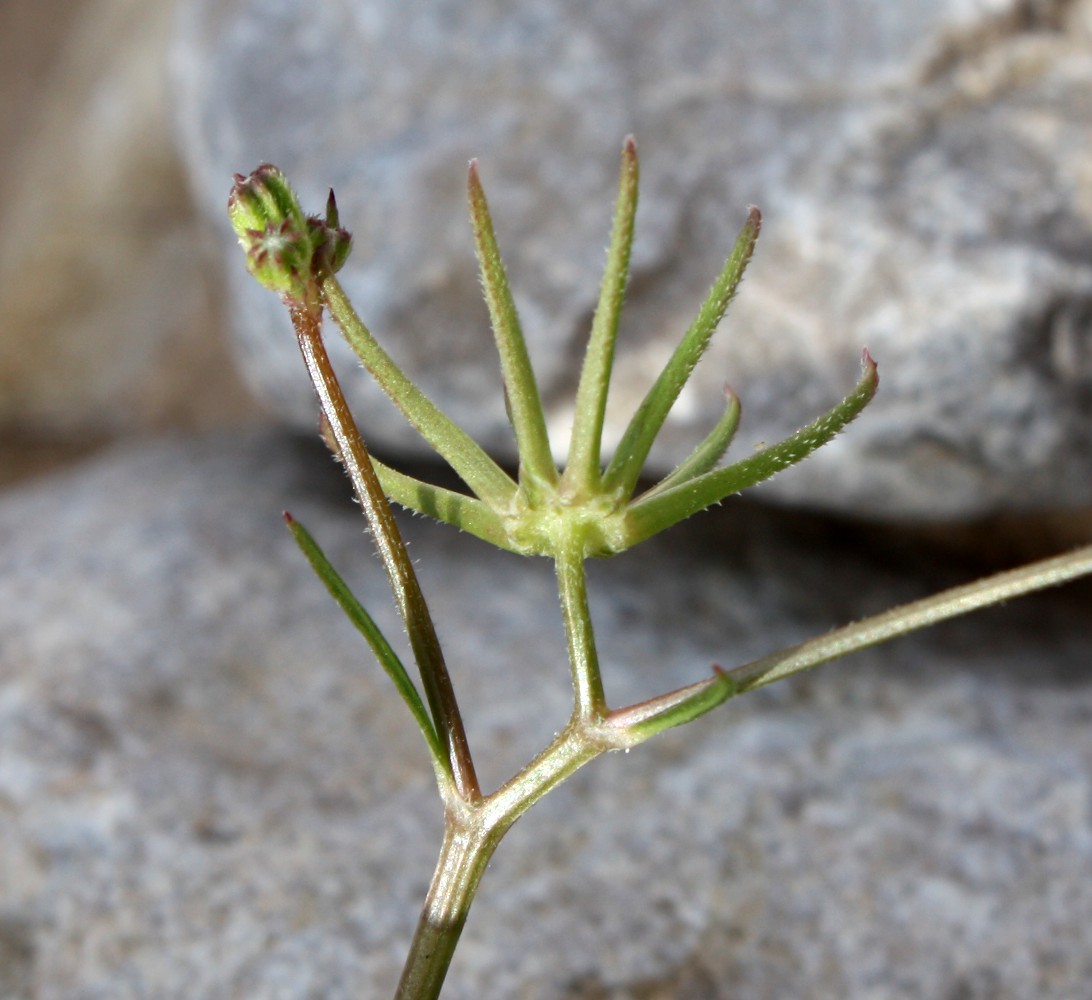 Image of Rhagadiolus stellatus specimen.