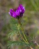 Astragalus austroaltaicus