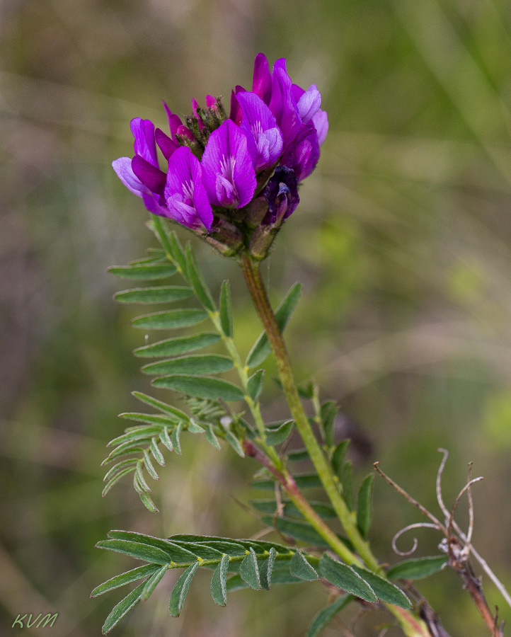 Изображение особи Astragalus austroaltaicus.